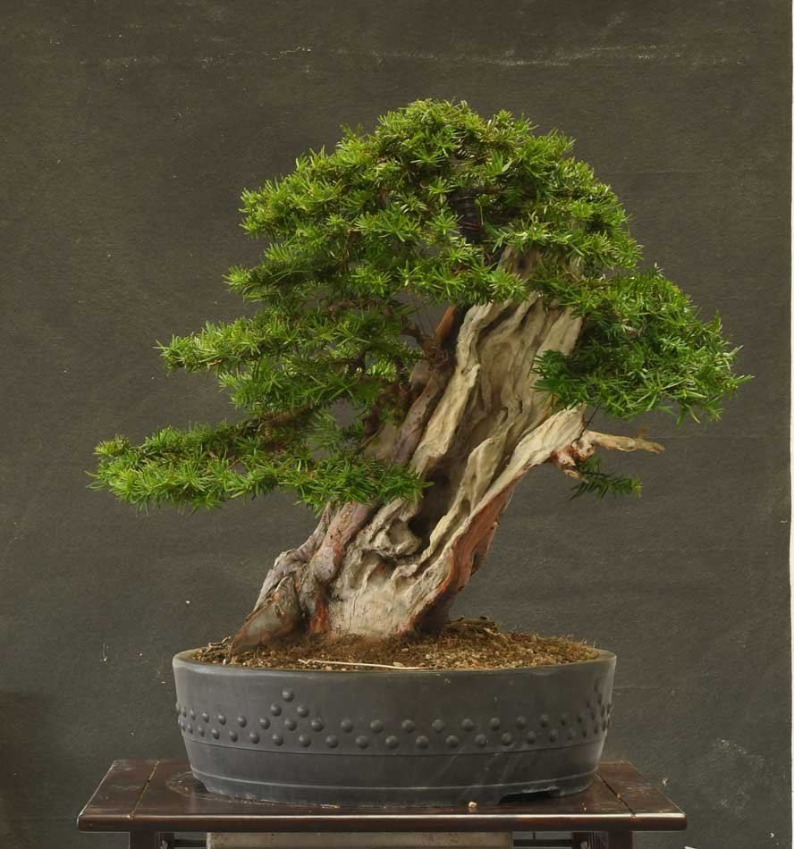 Taxus2207original.jpg