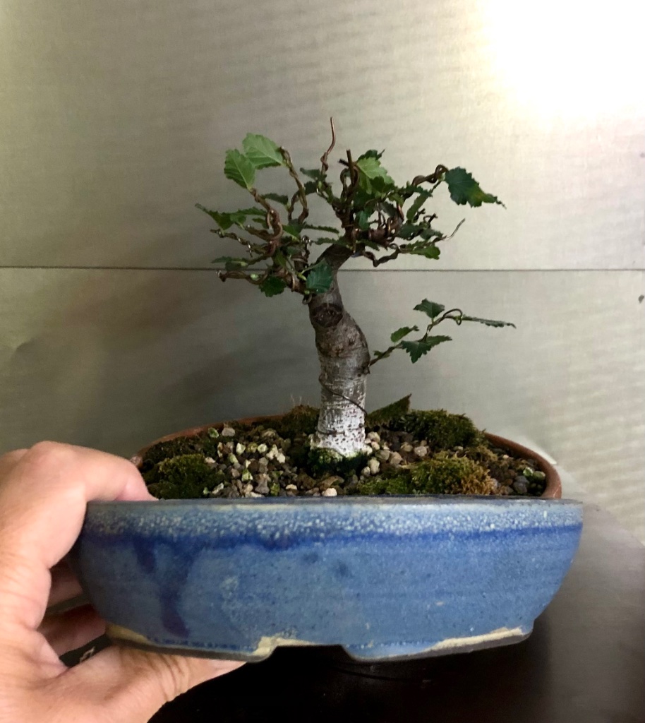 1: Kai Sperling rund 16 cm