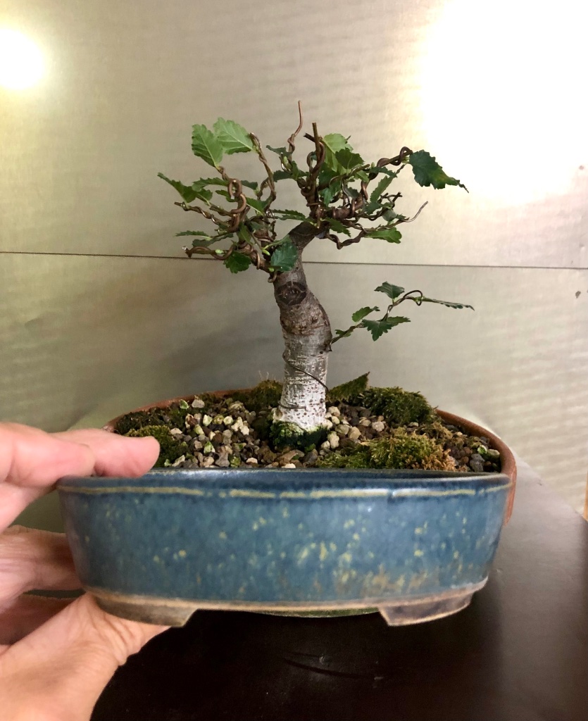 5:Klika &amp; Kuratkova oval 14 cm