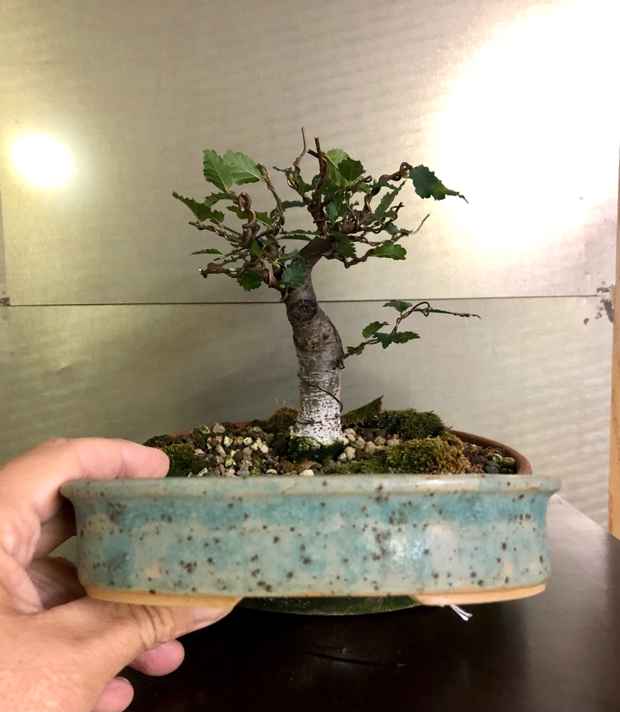 6: Elena Henricks (SaiKushi) oval 16 cm