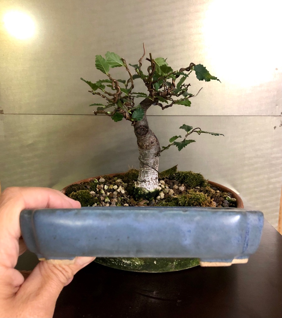 10: Yamafusa eckig gerundet 15 cm