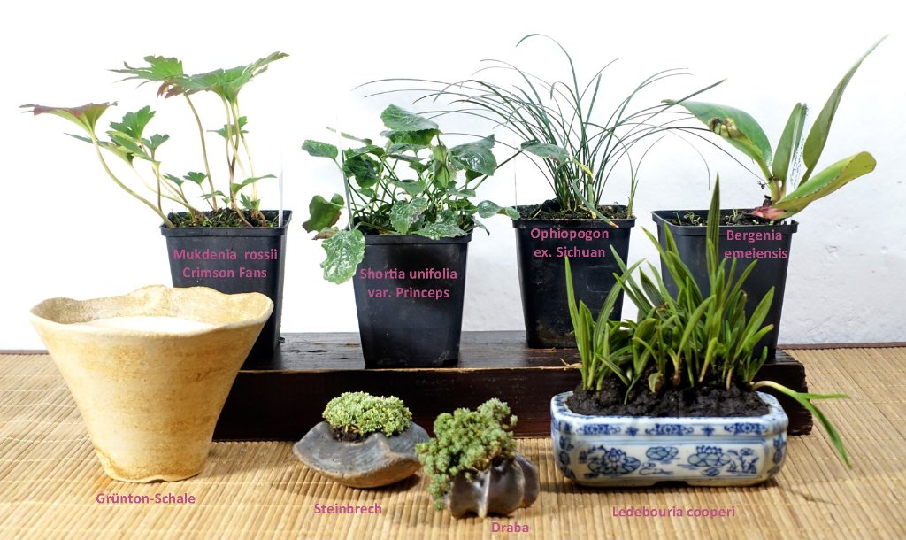 hinten neue Pflanzen, die noch auf ein schönes Schälchen warten, vorn ein paar neue Pflanzungen aus meinen Beständen und eine neue Schale von Sven Berthold (die Shortia heißt korrekt 'uniflora')