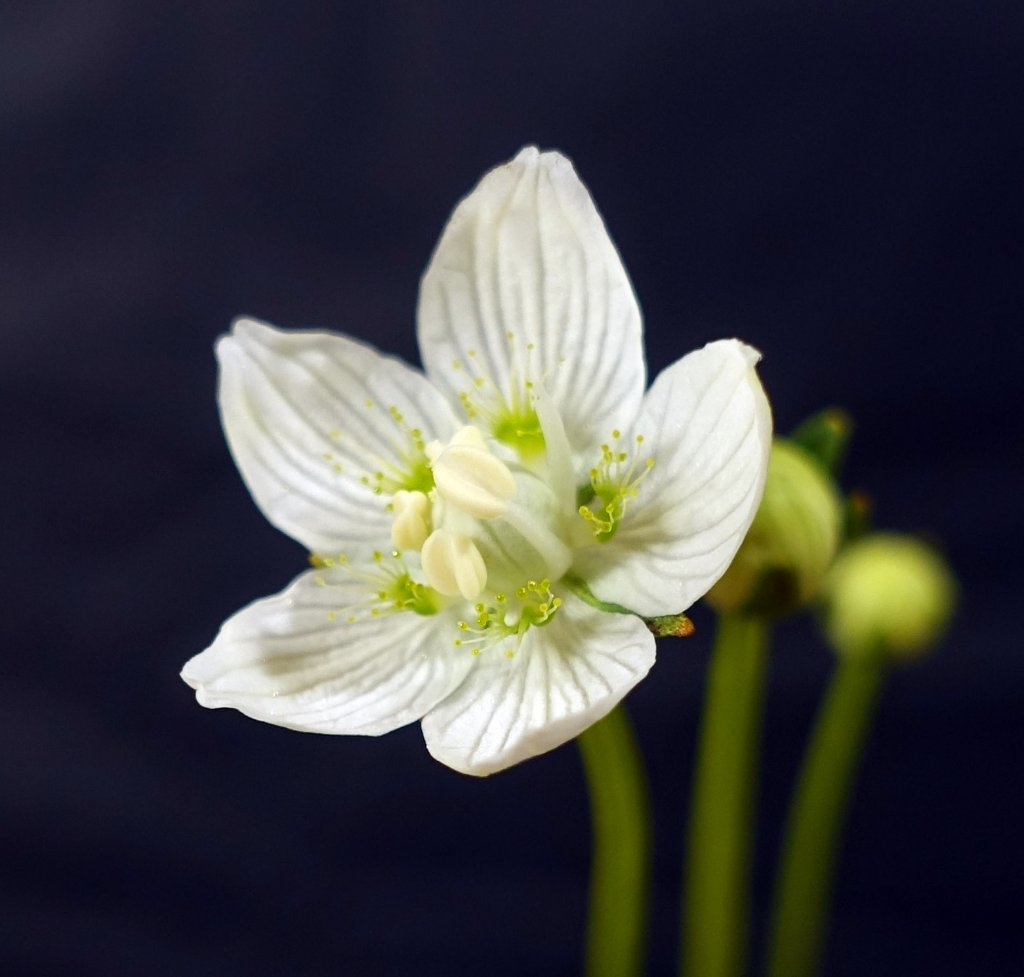 bei der nächsten Blüte ist ein Staubbeutel schon abgefallen, der nächste beugt sich über die Narbe, die anderen warten, bis sie dran sind