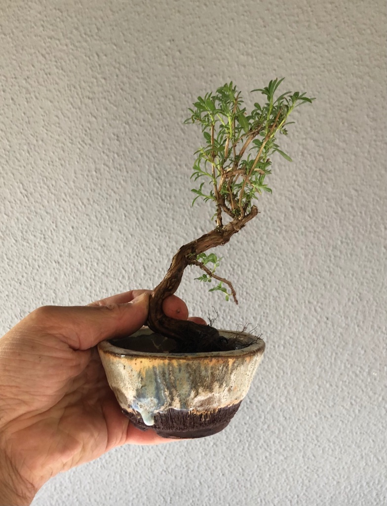 Schale 2: Reiner Kurps (hier im Forum „Reiner K“)