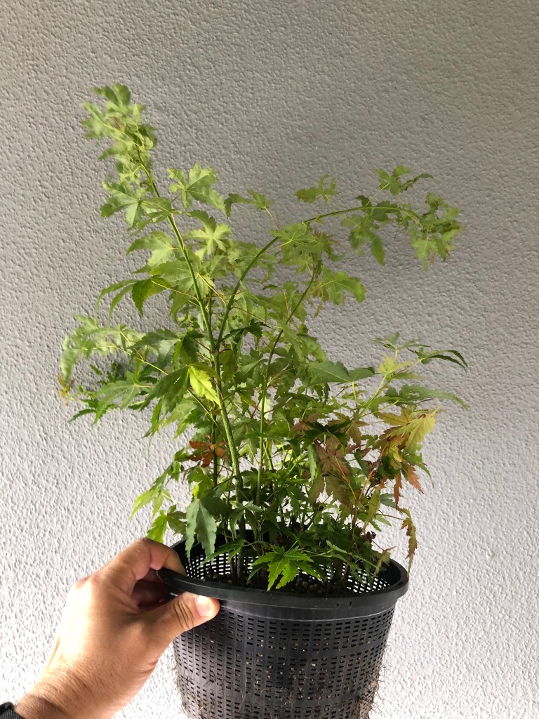 13. August 2022: die ablaktierten Triebe durften frei wachsen. Der Austrieb am Shohin wurde dagegen 4x beschnitten