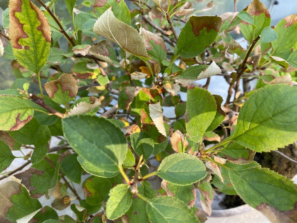 Apfel