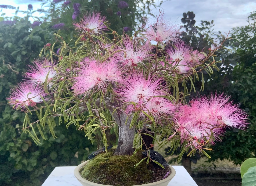 Seidenbaum (Albizia julibressin)
