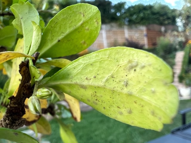 IMG_2067.jpeg