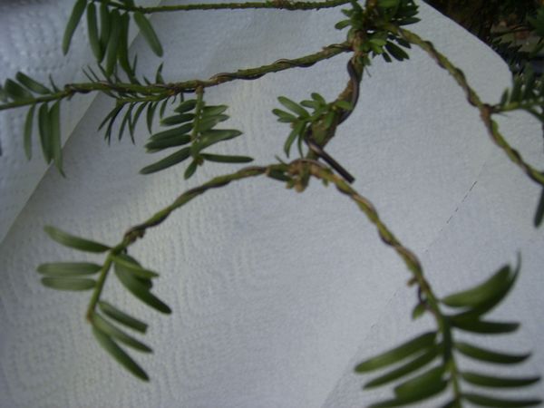 RIMG0590.JPG