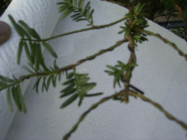 RIMG0589.JPG