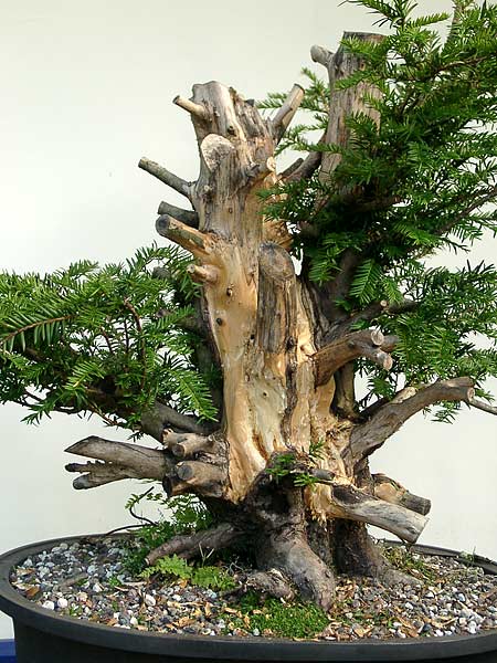 Nach einem Jahr ist das Holz langsam ausgetrocknet und der Baum hat alles schadlos überstanden.