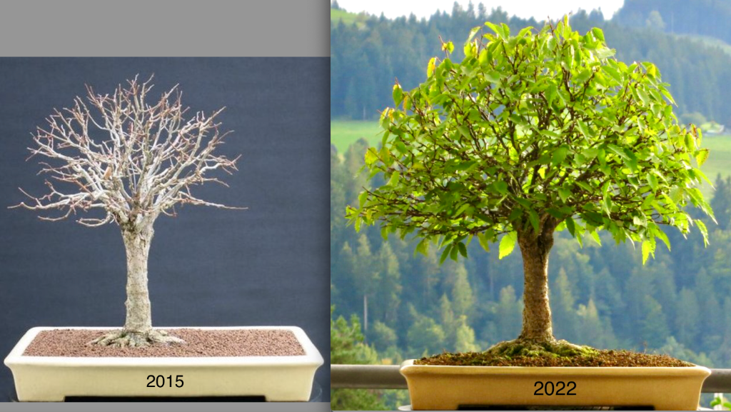Zelkova_Fips -vgl-3.png