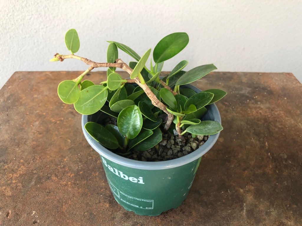 Ficus panda Stecklinge
