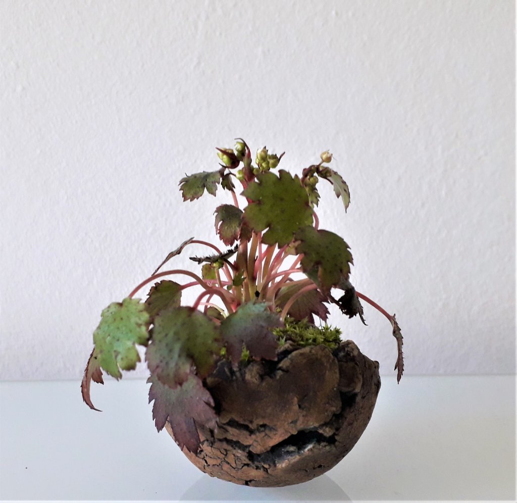 Saxifraga neu
