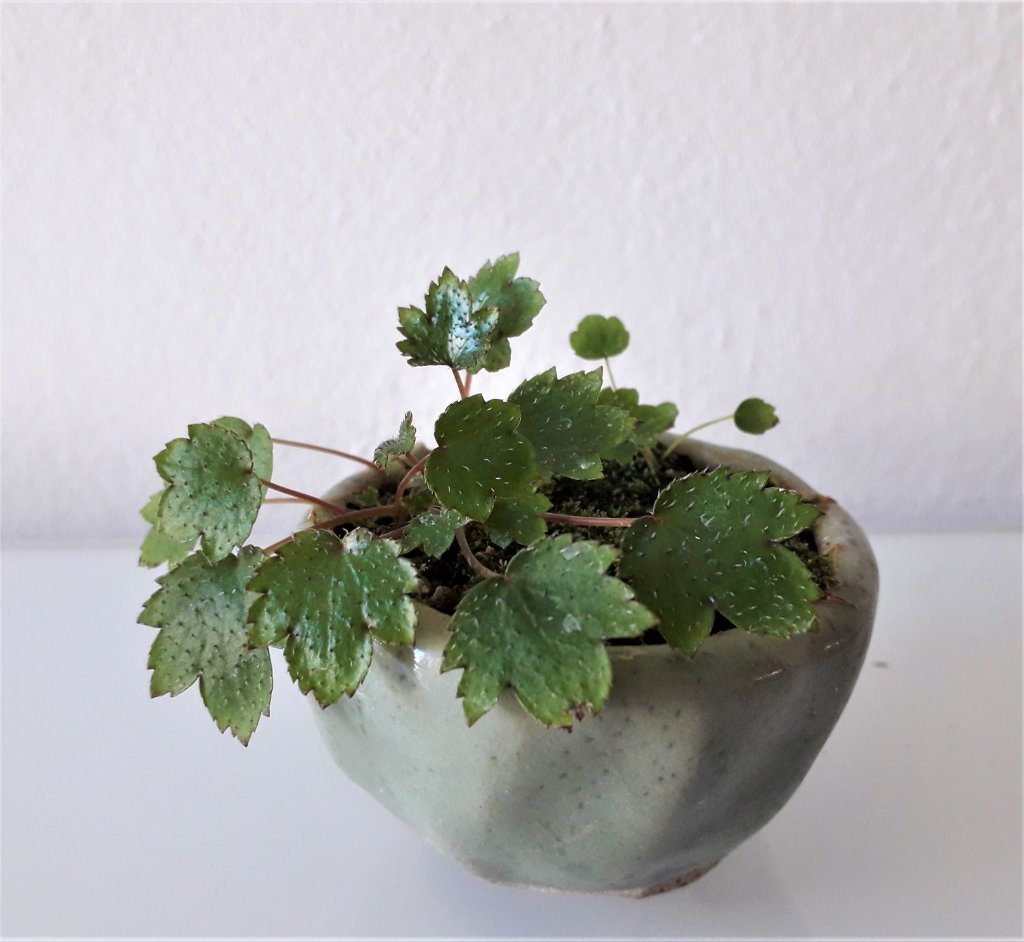 Saxifraga alt