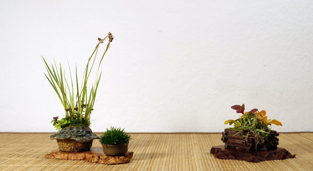 Mischpflanzung mit weißer Binsenlilie und (verblühter) Kleiner Braunelle; dazu ein superkleiner Zwergkalmus mit nur 1-2 cm langen Blättern