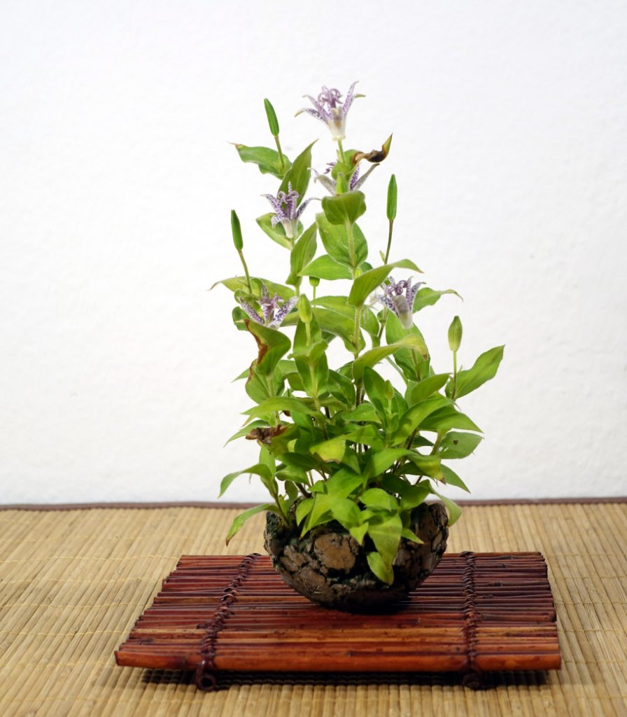 zuletzt noch die Krötenlilie Tricyrtis, das Bild ist aber schon von Ende August<br />Schale Tchechien