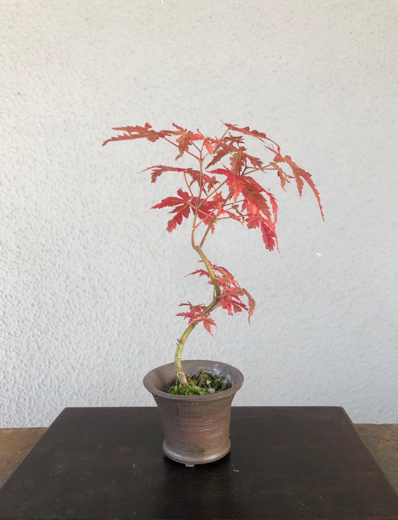 3-jähriger Acer palmatum Sämling mit winzigem Laub unten. Schale: Nemsi, 6 x 5 cm
