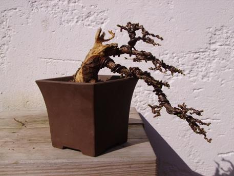 Der Baum nach der Erstgestaltung. (März 2007)