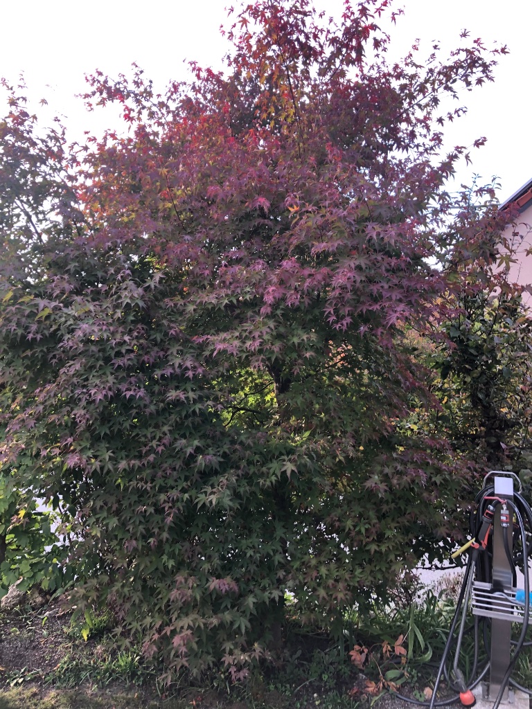Garten-Fächerahorn am 08.10.2022