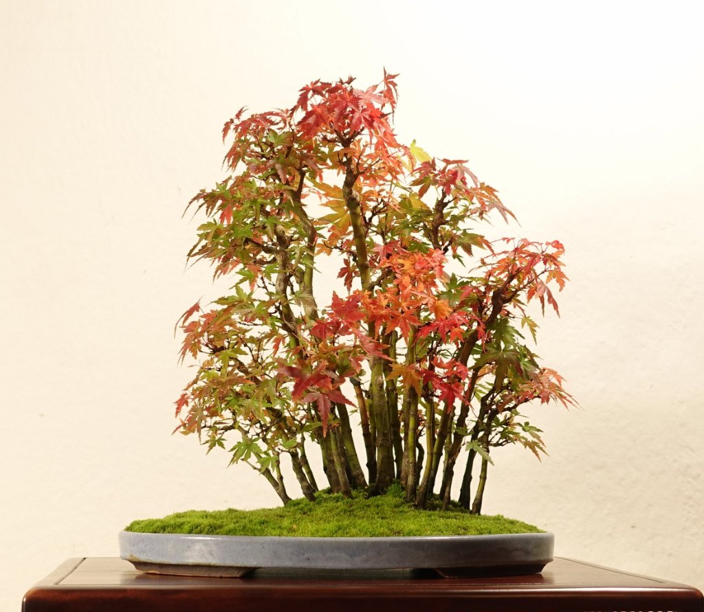 AcerPalm03_2022-15e.jpg