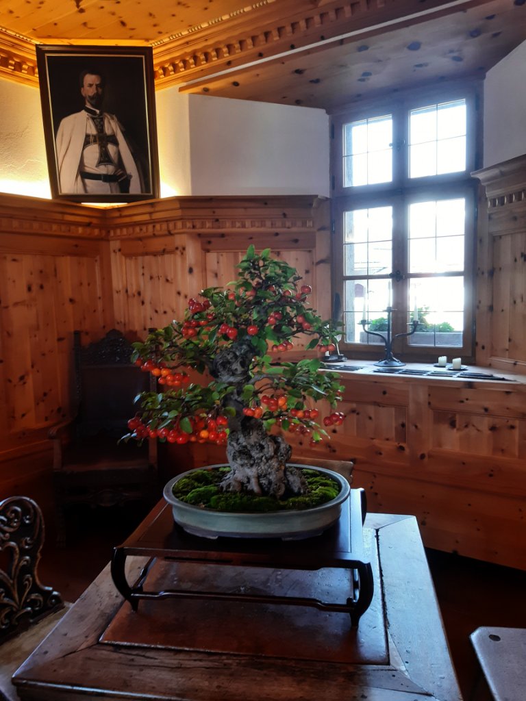 Apfelbonsai im Herrenzimmer.<br />Ich glaube von Herbert...stand nichts dabei. Der Bonsai hat die Wochenendgäste von der Führung in die Ausstellung gelockt :))