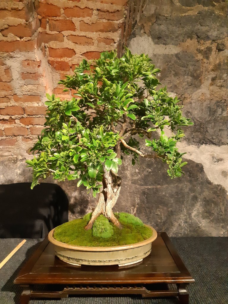 Orangenjasmin