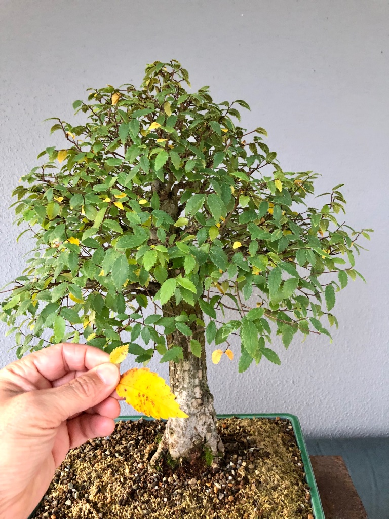 großes Blatt einer Zelkova im Vergleich zum kleinen Ulmenblatt mit 2 cm
