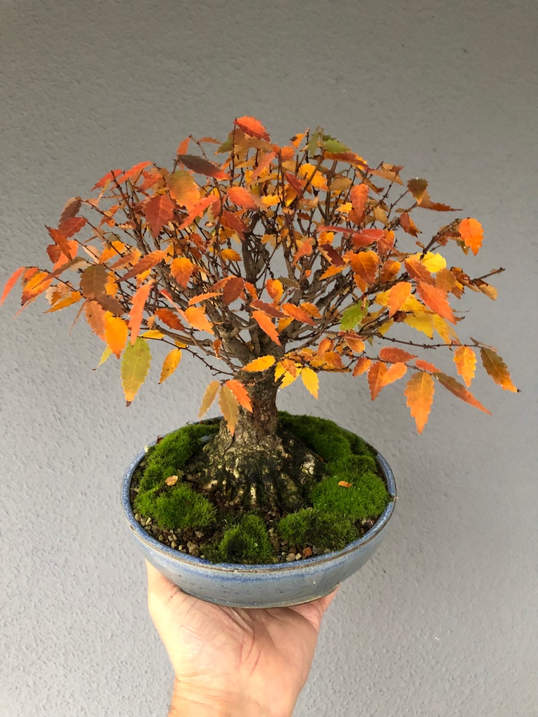 21.10.2022 von oben mehr Farbe als von der Seite