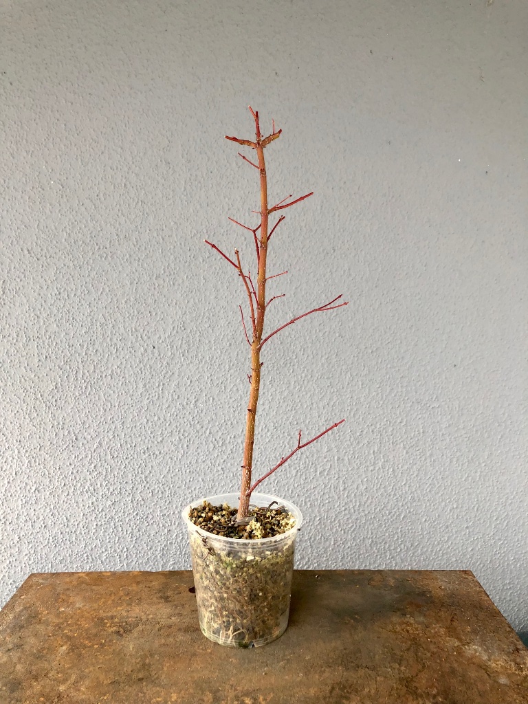 Beispiel für eine denkbare Floßform