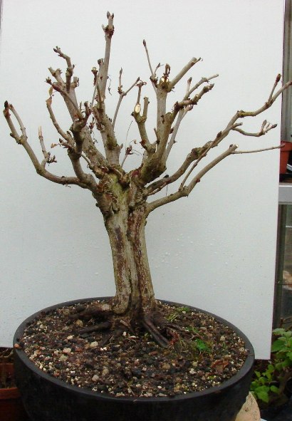 Höhe ca.50cm , der Stamm ist über die ganze länge hohl