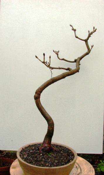Höhe ca.50cm  in meiner Obhut seit dem Ausgraben ca. 8 Jahre