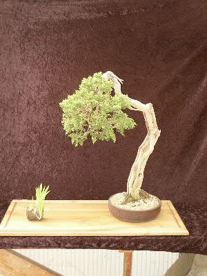 Chinensis kom.JPG