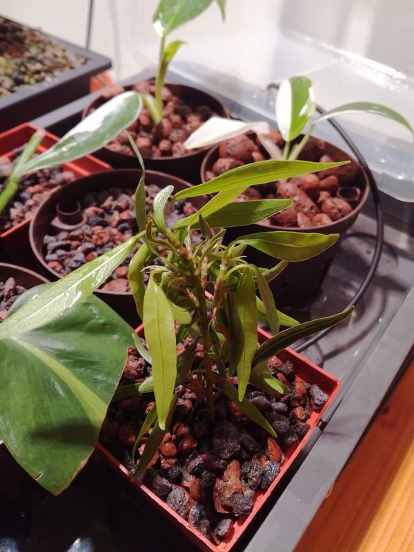 Ficus_neriifolia_2.jpg