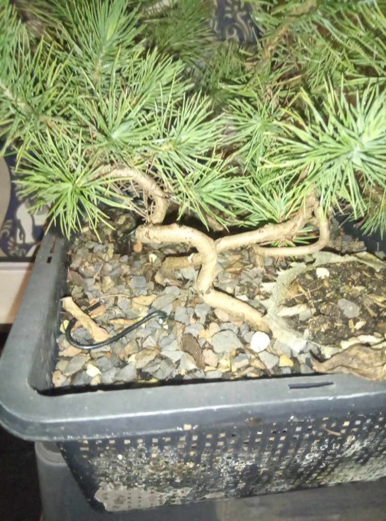 Sämlinge von balearischen Kiefer gedrahtet im letzten Winter