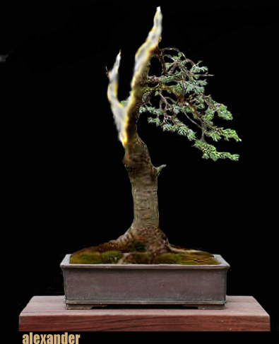 hendrikfichte.jpg