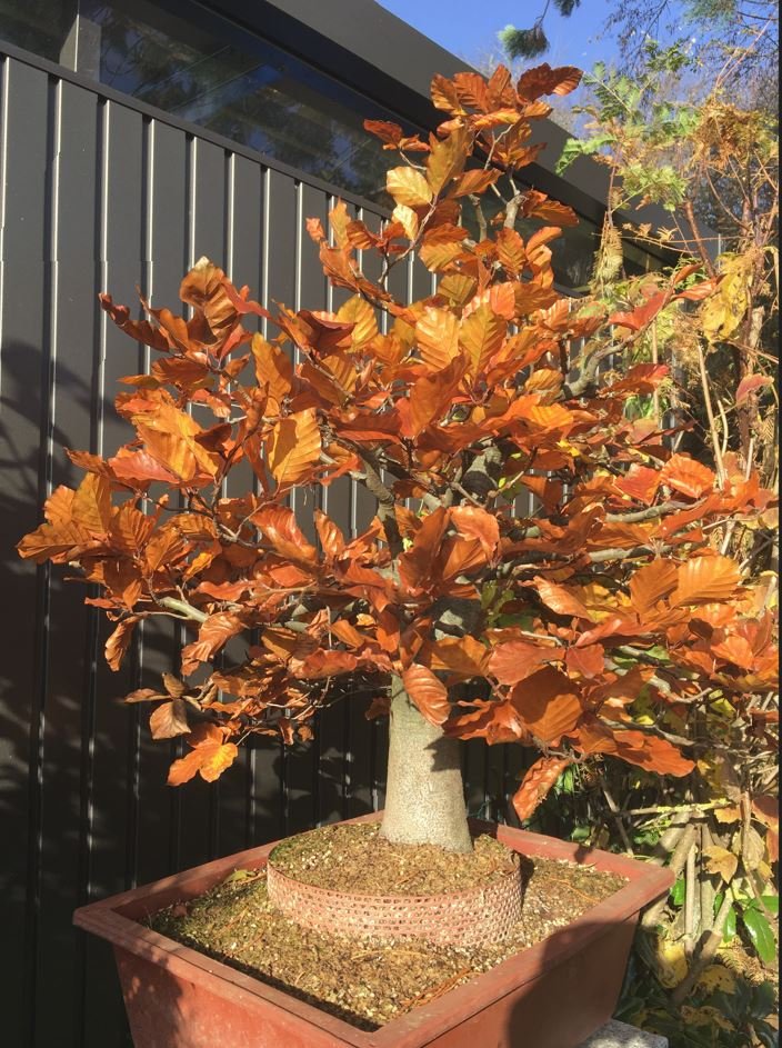 2020 Blutbuche im Herbst 2.JPG