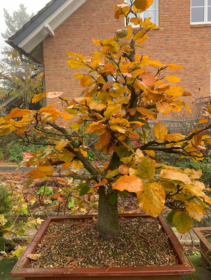 2021 Herbst Blutbuche.JPG