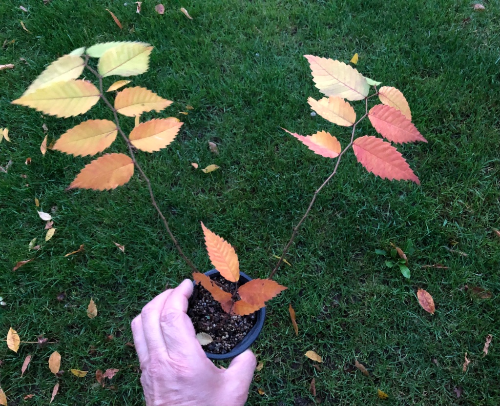 Zelkova serrata