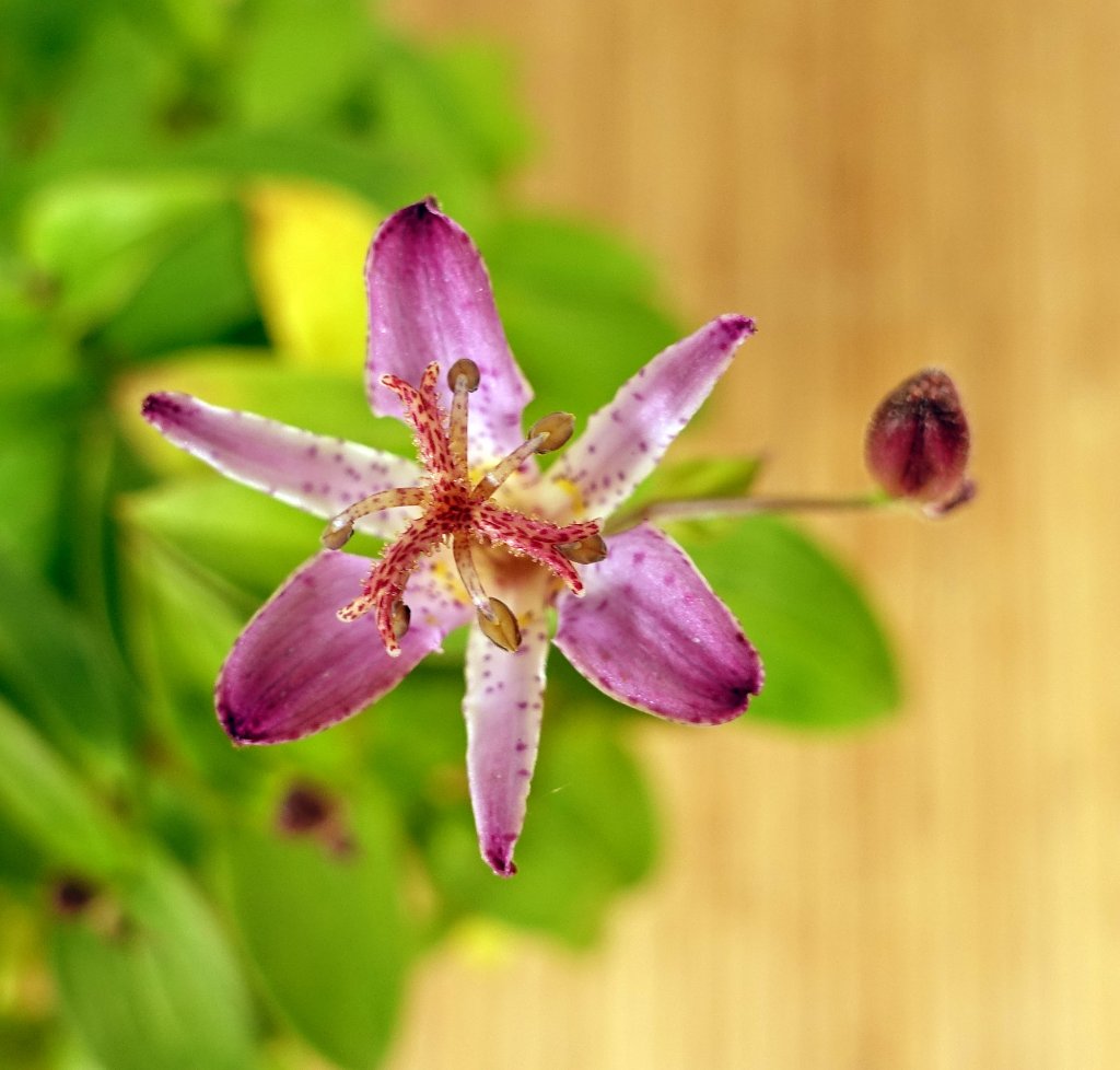 die Blüte ist anders gefärbt und gemustert