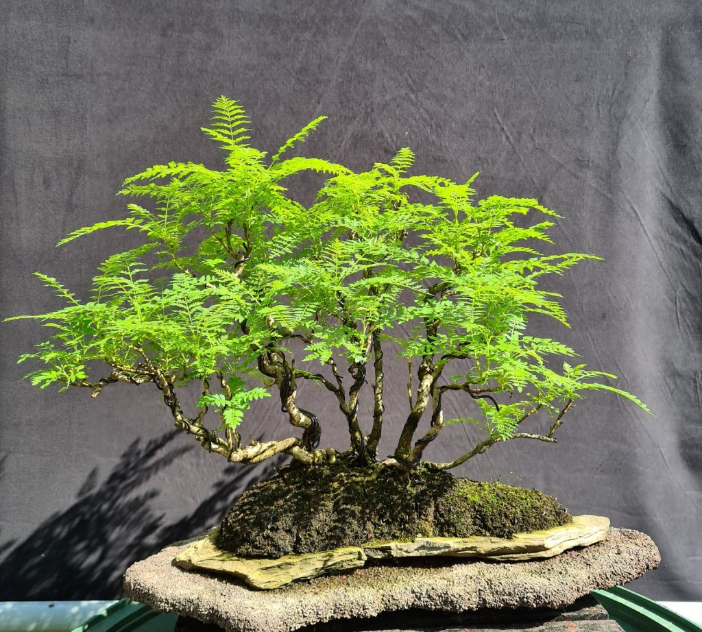 Jacaranda