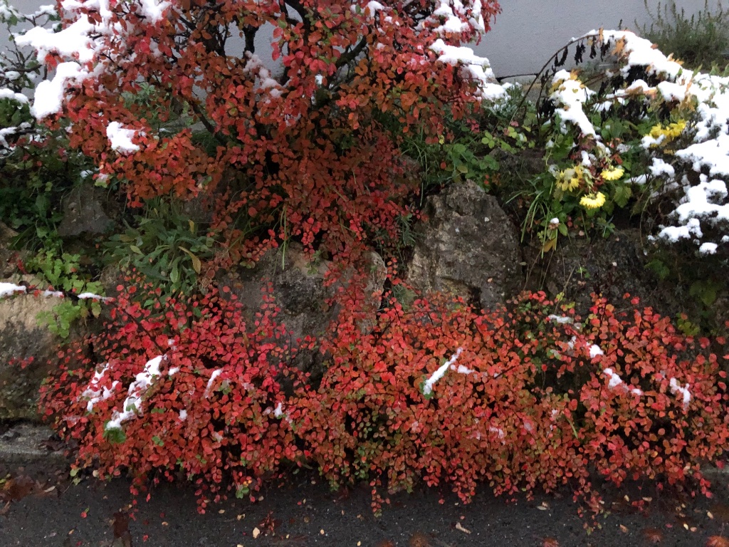 Cotoneastern