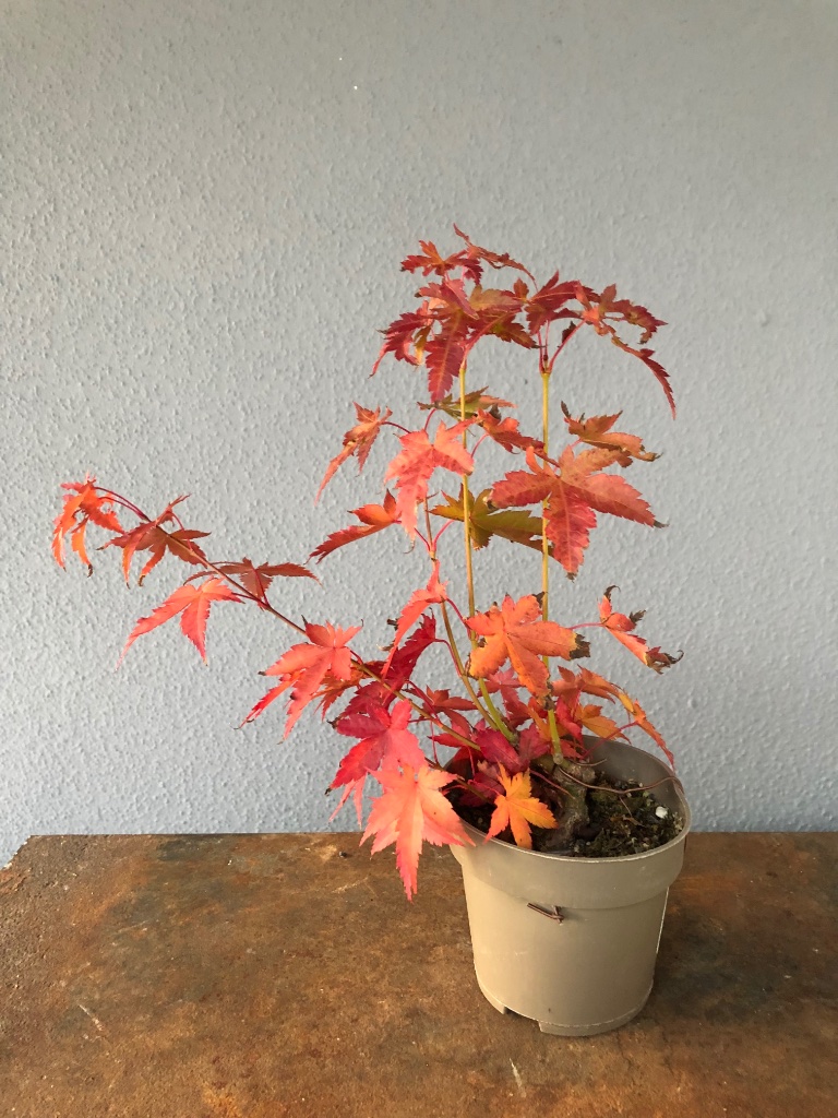 Oktober 2021: die Herbstfärbung paßt