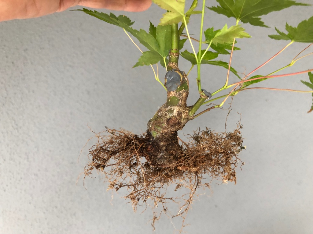 Umtopfen im Spätsommer ist mir am liebsten. Die Wurzeln können sich noch im Herbst gut entwickeln. Im Frühjahr legt der Ahorn dann gleich mit Wachstum los. Ich gewinne Zeit im Vergleich zum Umtopfen im Frühjahr (wo ohnehin genug zu tun ist, die Zeit viel zu knapp ist)
