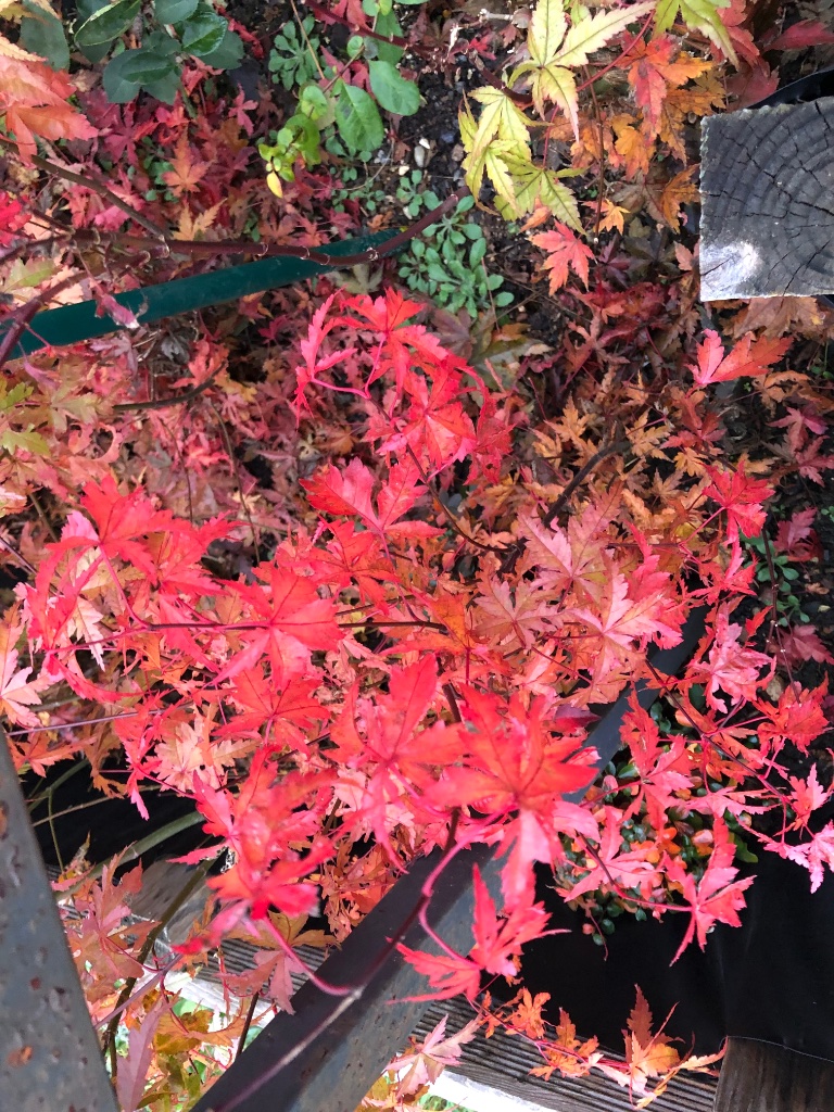 im Dezember noch knalliges Herbstlaub