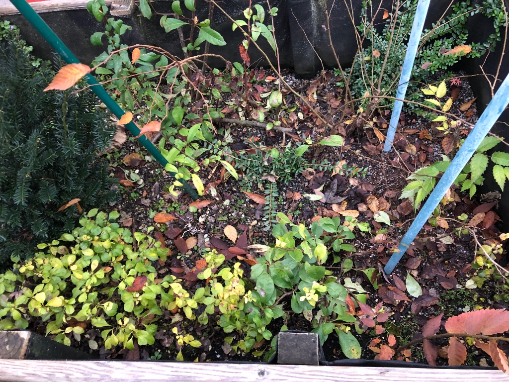 links kleinblättrige Chojubai-Stecklinge in orange, mittig Chaenomeles speciosa in rot und hinten in weiß. Dazu Heckenkirschen, Feldulmen, Zelkoven. Die Eibe links wächst am besten von allen, geradezu unglaublich. Der Boden dürfte saure Komposterde sein