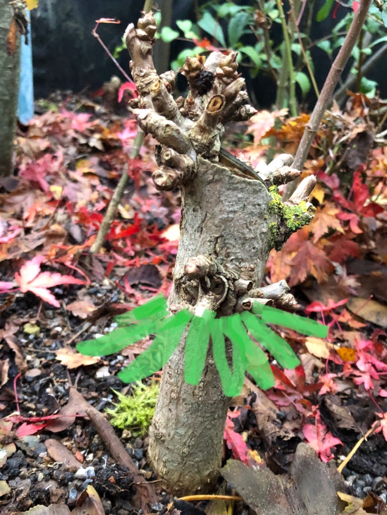 an dem Ginkgo könnte ich mal wieder…