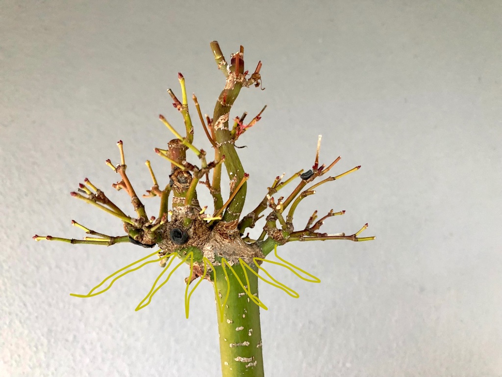 eine kleine Floßform abmoosen?