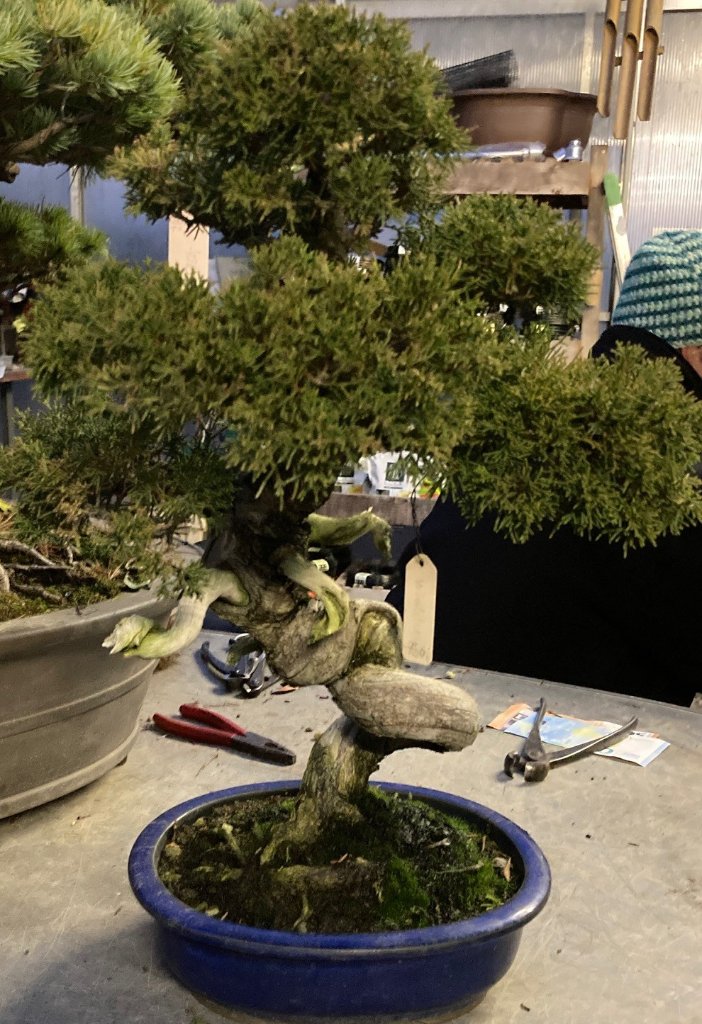 Baum-1.jpg