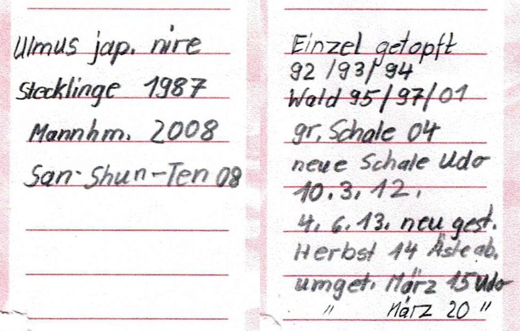Lottes Aufzeichnungen über die Entwicklung des Ulmenwalds